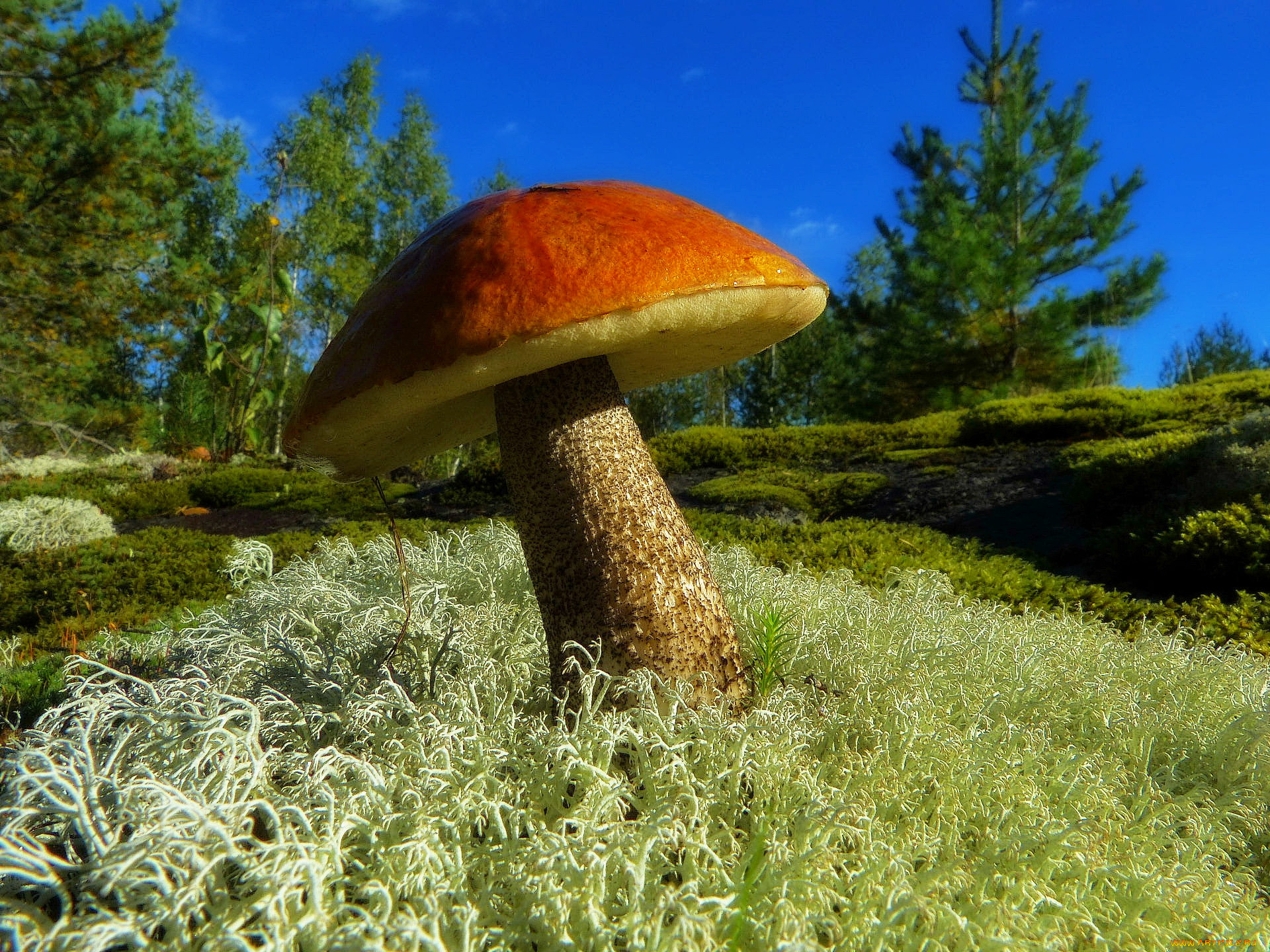 Самый большой гриб на земле фото